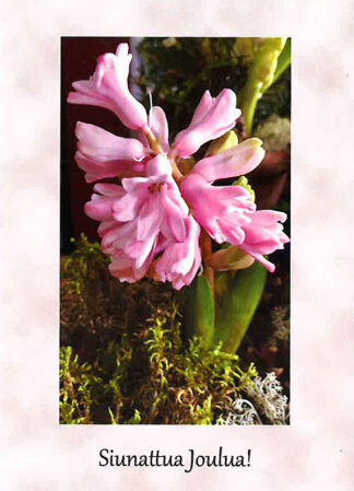 Joulukortti, hyasintti