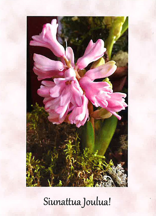 Joulukortti, hyasintti